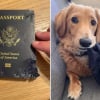 Illustration : Un chiot détériore le passeport de sa maîtresse qui s’apprête à partir en lune de miel