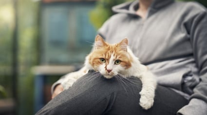 Illustration : Entretien avec Julien Begue, responsable France d'Agria : « Le bien-être animal est très ancré au sein de notre entreprise »