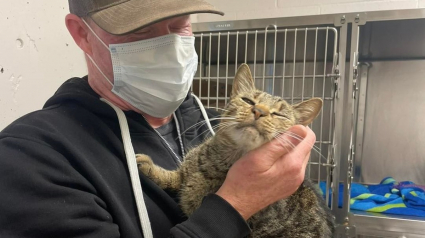 Illustration : Des bénévoles recueillent un chat qu’ils croient errant, mais découvrent qu’on le cherchait désespérément depuis des mois