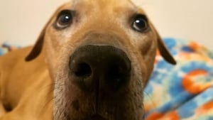 Illustration : Un chien au passé difficile se mure dans le silence pendant 6 ans, jusqu’à ce qu’il parvienne enfin à panser ses blessures (vidéo)