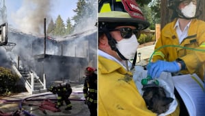 Illustration : Un chat piégé dans une maison en flammes concentre tous les efforts des pompiers venus combattre l'incendie