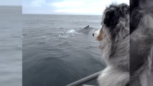 Illustration : Sa rencontre avec une baleine laisse ce chien littéralement sans voix (vidéo)