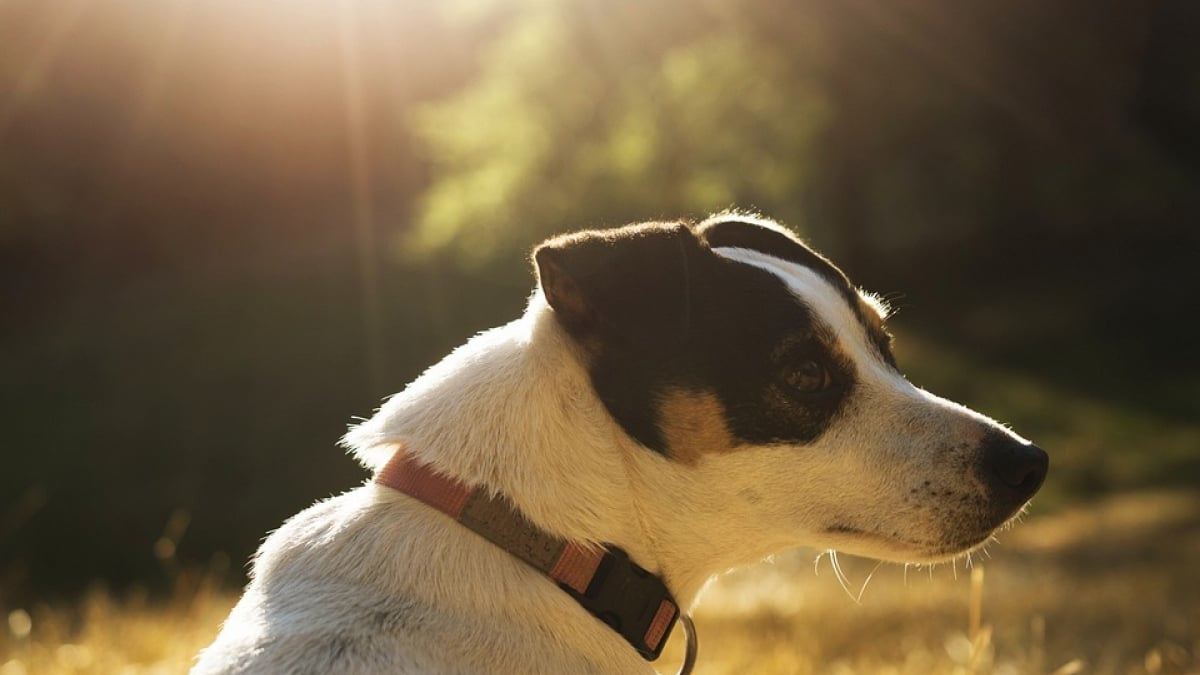 Illustration : "Une Jack Russell Terrier sauve sa maîtresse d’une attaque d’un ours"