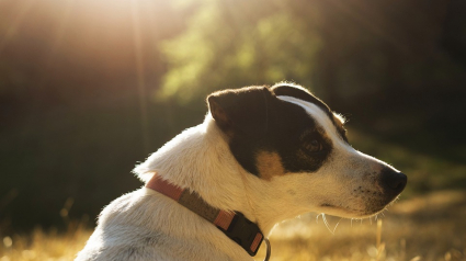 Illustration : Une Jack Russell Terrier sauve sa maîtresse d’une attaque d’un ours