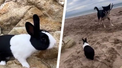 Illustration : Ce lapin adore se rendre à la plage en compagnie de son meilleur ami canin (vidéo)