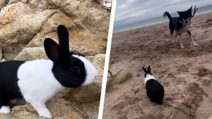 Illustration : "Ce lapin adore se rendre à la plage en compagnie de son meilleur ami canin (vidéo)"