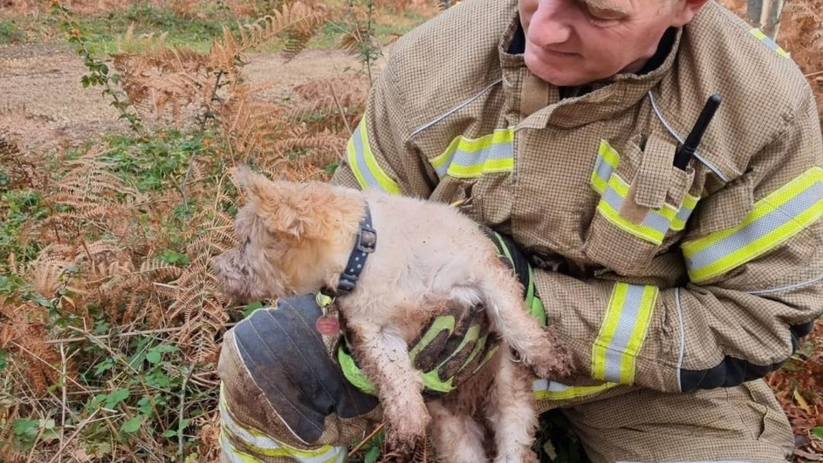 Illustration : "Une chienne reste coincée dans le terrier d'un lapin pendant 18 heures, les pompiers sont appelés en dernier recours"