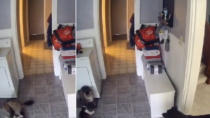 Illustration : Calvin ne badine pas avec la discipline : une vidéo virale montre ce chien mettre fin aux chamailleries de 2 chats