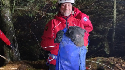 Illustration : Attiré par un écureuil, un chien se lance à sa poursuite et fait une chute de 15 mètres