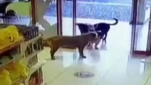 Illustration : Un trio de chiens décide de voler des jouets dans un magasin, agissant en véritable bande organisée (vidéo)