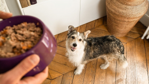Illustration : Pourquoi une alimentation faite maison est-elle bonne pour mon chien ?