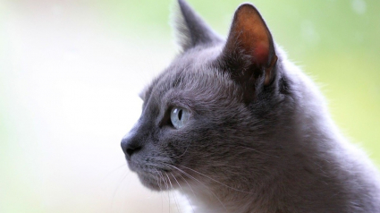 Illustration : Amené chez le vétérinaire, un chat errant révèle son incroyable histoire grâce à sa puce : sa famille le cherchait depuis 5 ans