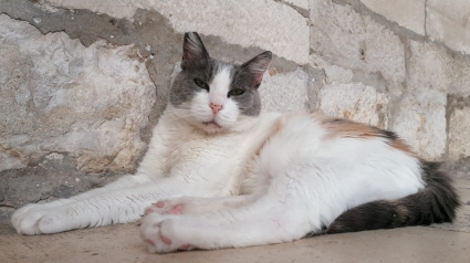 Illustration : Anastasia, la chatte expulsée du musée de Dubrovnik, passera l'hiver au chaud