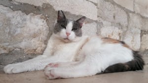 Illustration : Anastasia, la chatte expulsée du musée de Dubrovnik, passera l'hiver au chaud