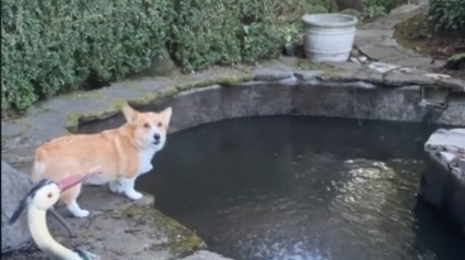 Illustration : L'adorable réaction d'un chien soulagé de retrouver ses amis poissons après le nettoyage de leur bassin (vidéo)