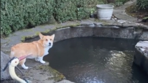 Illustration : L'adorable réaction d'un chien soulagé de retrouver ses amis poissons après le nettoyage de leur bassin (vidéo)