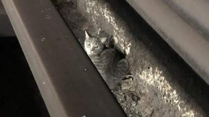 Illustration : Un chat s’échappe de sa cage de transport et se retrouve coincé sous les rails du métro