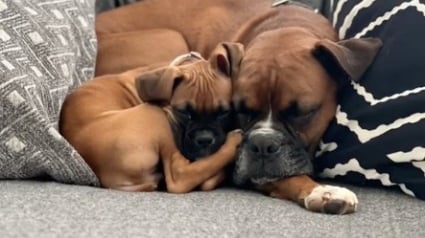 Illustration : L’amour entre un Boxer et le nouveau chiot de la famille fait fondre les internautes (vidéo)