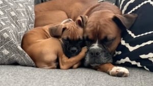 Illustration : L’amour entre un Boxer et le nouveau chiot de la famille fait fondre les internautes (vidéo)