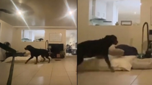 Illustration : Elle joue à cache-cache avec son Rottweiler, mais un invité surprise décide d'entrer en jeu (vidéo)