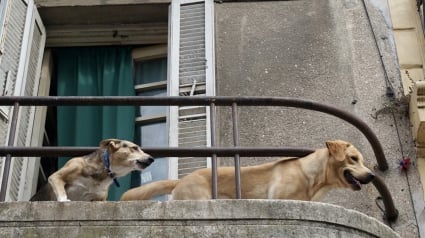 Illustration : Alertés par les bruits provenant du toit et les aboiements de leurs chiens, ils finissent par découvrir un animal en détresse