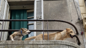 Illustration : Alertés par les bruits provenant du toit et les aboiements de leurs chiens, ils finissent par découvrir un animal en détresse
