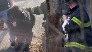 Illustration : Un incendie éclate dans une maison, les pompiers redoublent d'efforts en apprenant que des chiens et des chats s'y trouvent