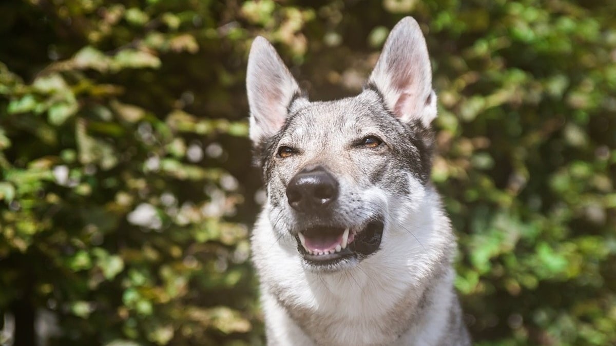 Illustration : "2 collègues tombent nez à nez avec ce qu'ils prennent pour un loup, avant de comprendre que l'animal a une famille"