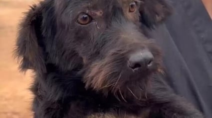 Illustration : Une chienne au bord du gouffre implore les passants de lui offrir une seconde chance (vidéo)