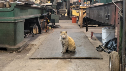 Illustration : Depuis 15 ans, ce chat au pelage noirci vit dans un atelier de maintenance ferroviaire et ne le quitterait pour rien au monde