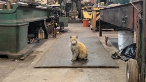 Illustration : Depuis 15 ans, ce chat au pelage noirci vit dans un atelier de maintenance ferroviaire et ne le quitterait pour rien au monde