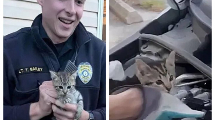 Illustration : Un jeune homme bouleverse le destin de 2 chatons, en les dénichant du capot d'une voiture (vidéo)