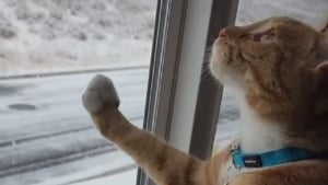 Illustration : Ce chat voit la neige pour la première fois de sa vie et sa réaction se passe de commentaires (vidéo)