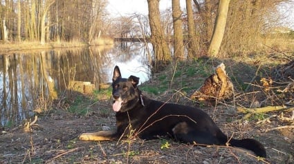 Illustration : Un chien tombe dans un canal puis rejoint un îlot où il reste bloqué jusqu'à l'arrivée des secours