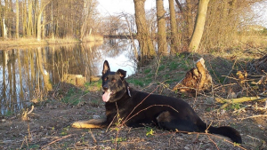 Illustration : Un chien tombe dans un canal puis rejoint un îlot où il reste bloqué jusqu'à l'arrivée des secours