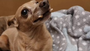 Illustration : Ce chien sénior impressionne tous ceux qu'il croise à cause de la forme de ses dents