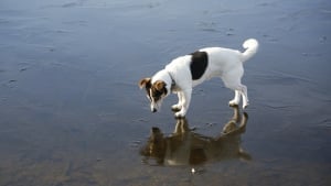 Illustration : La glace se rompt sous les pattes d’un chien s’aventurant sur un étang gelé, son propriétaire appelle les pompiers