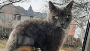 Illustration : En découvrant grâce à une note ce à quoi son chat consacre ses journées, une femme est submergée par l'émotion