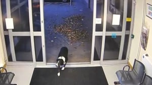 Illustration : Disparue quelques heures plus tôt, une chienne fait une entrée remarquée au poste de police (vidéo)