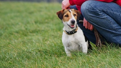 Illustration : « La Touche Animale » : 2 experts débattent sur les méthodes d'éducation canine