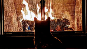Illustration : 16 photos de chats se prélassant au coin du feu et donnant envie d'en faire de même