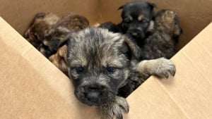 Illustration : Une portée de 8 chiots est retrouvée dans une boîte en carton, en plein cœur d’une tempête