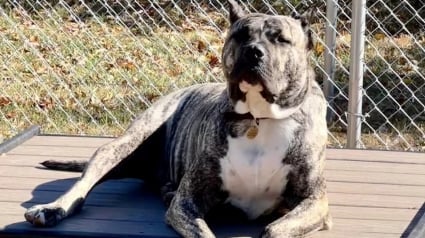 Illustration : Près de 2 ans après son sauvetage miraculeux, Ethan le chien découvert affamé sur un parking reçoit un prix prestigieux