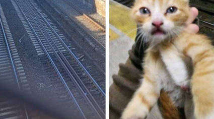 Illustration : Un chaton lance des cris de détresse depuis les rails d’un train de banlieue