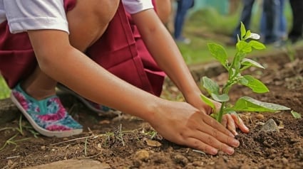 Illustration : Wanimo lance son opération Green Friday pour soutenir le projet de reforestation "Pépinières Caritatives"