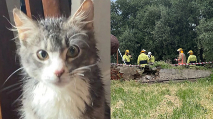 Illustration : Un chat tombe dans un puits, sa maîtresse tente de le secourir mais se retrouve piégée à son tour