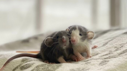 Illustration : 20 photos qui vous feront comprendre pourquoi les propriétaires de rats aiment tant ces animaux