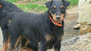 Illustration : L'arrivée des bénévoles annonce la fin du calvaire pour ce chien vivant dehors, affamé et attaché à une laisse de 50 cm