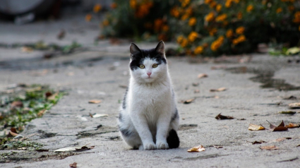 Illustration : Une âme bienveillante prend soin d'un chat "errant" sans se douter qu'on était sur ses traces depuis 18 mois