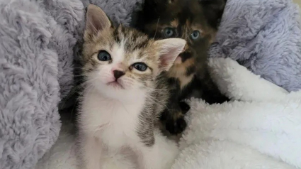 Illustration : Un chaton, rescapé de l’ouragan Ian, prend sous son aile un autre félin dans le besoin (vidéo)